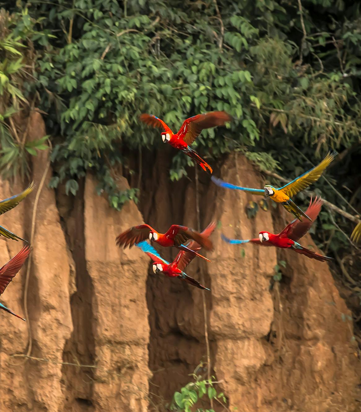 parrots-collpa