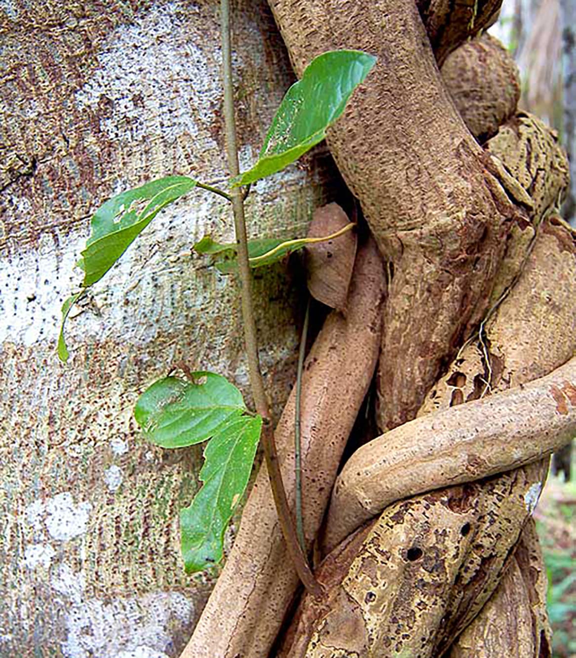 ayahuasca