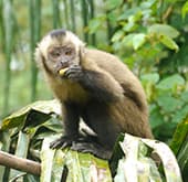 Capuchin Monkey