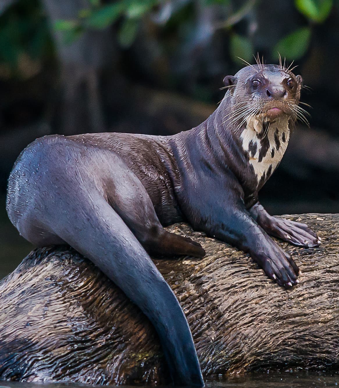 eco-magic-giant-otter