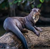 Giant Otter