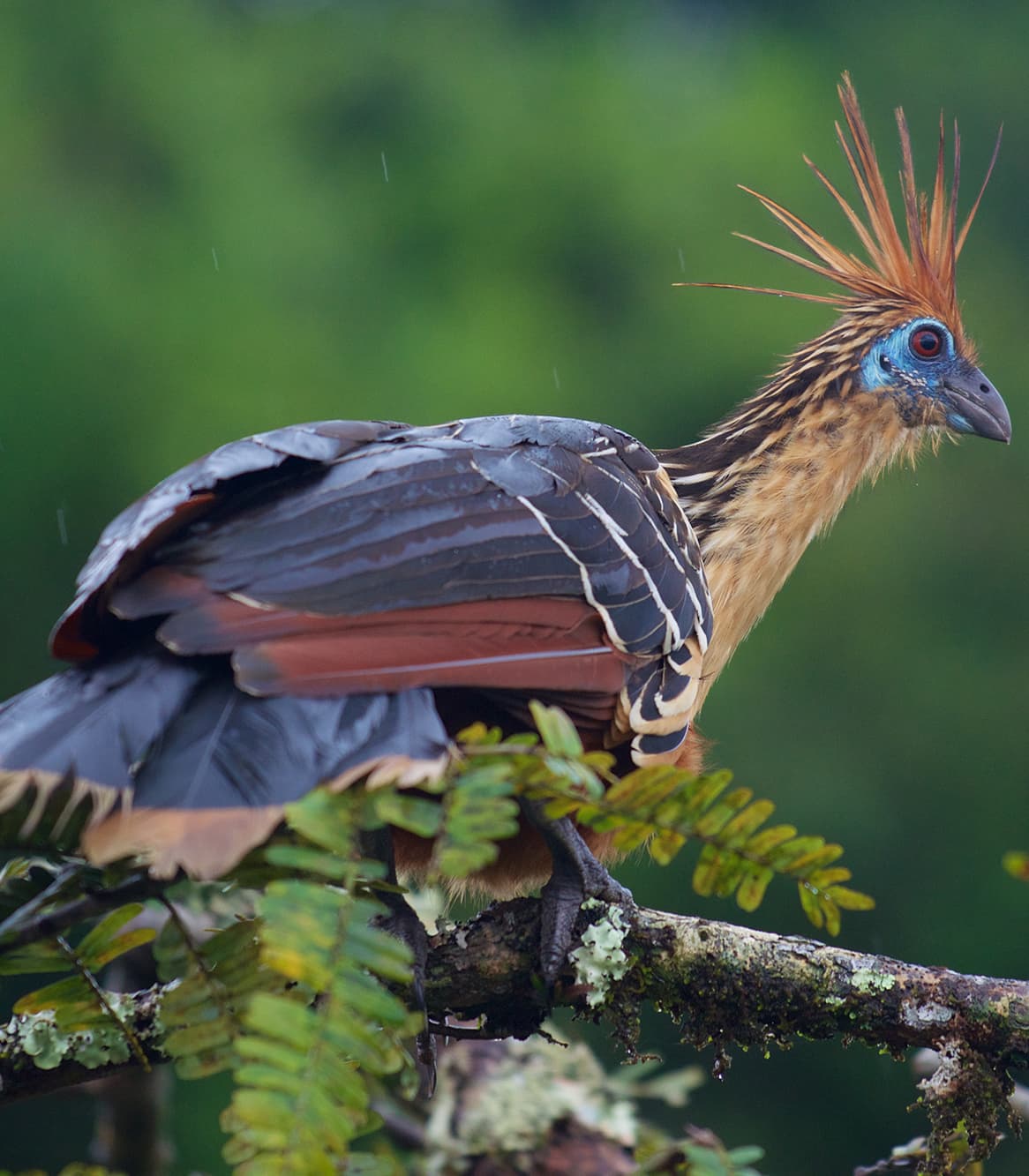 hoatzin