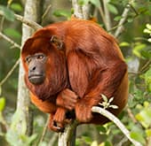 Howler Monkey