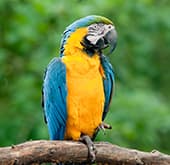 Macaw