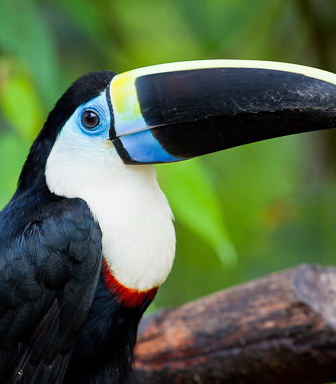 toucan