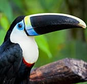 Toucan