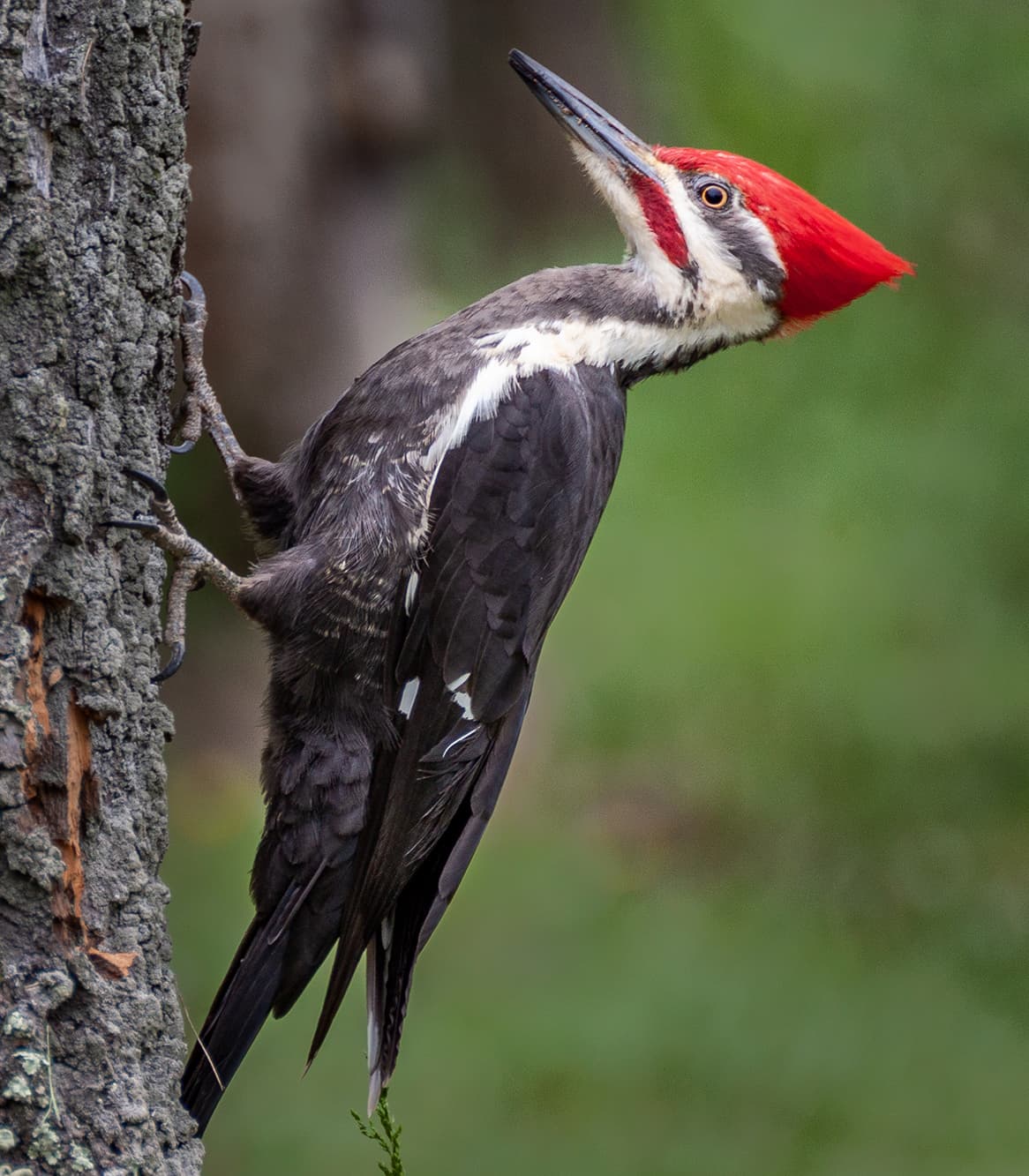 wood-pecker