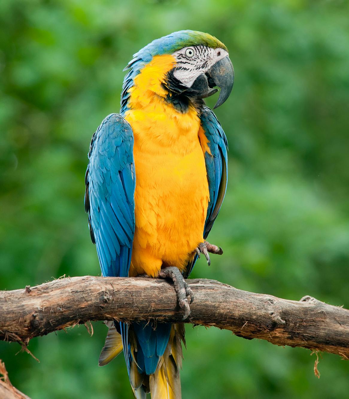 blue-macaw