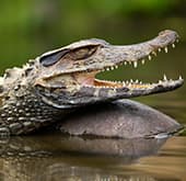 Caiman