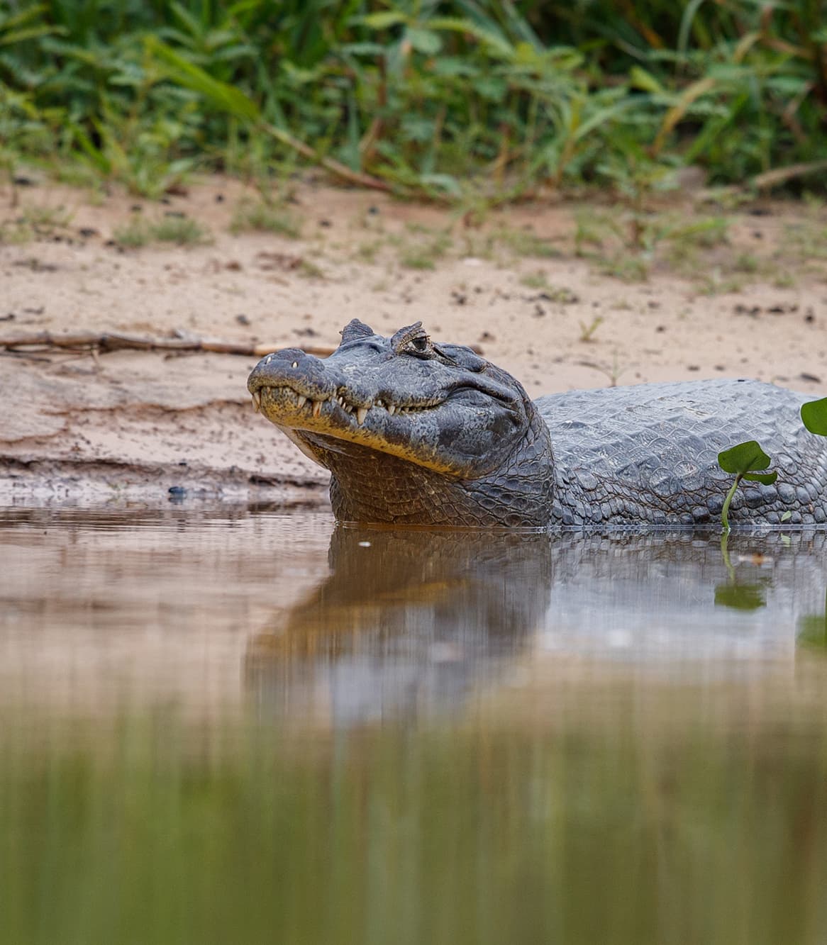 eco-logic-caiman