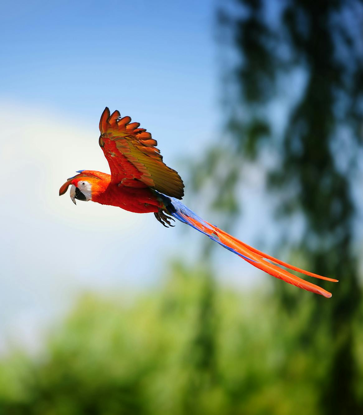 eco-magic-red-macaw