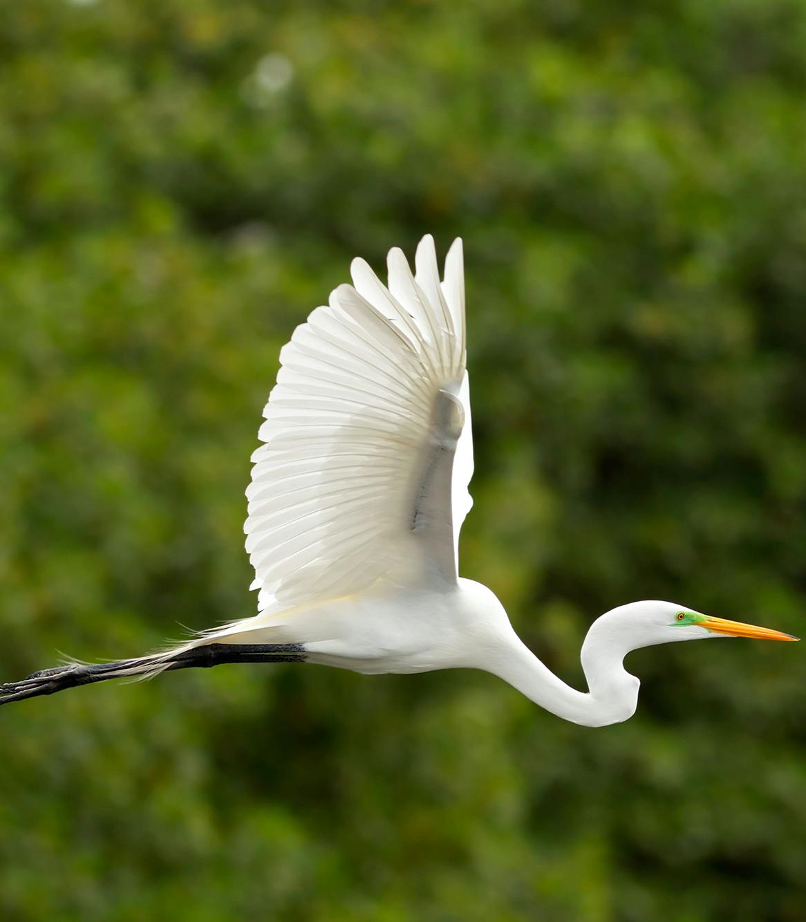 great-egret