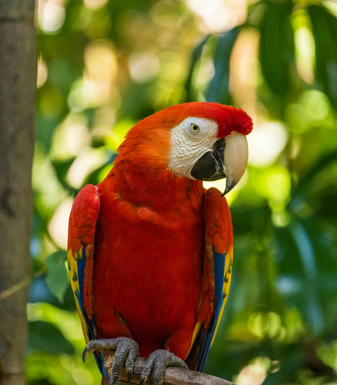 red-macaw